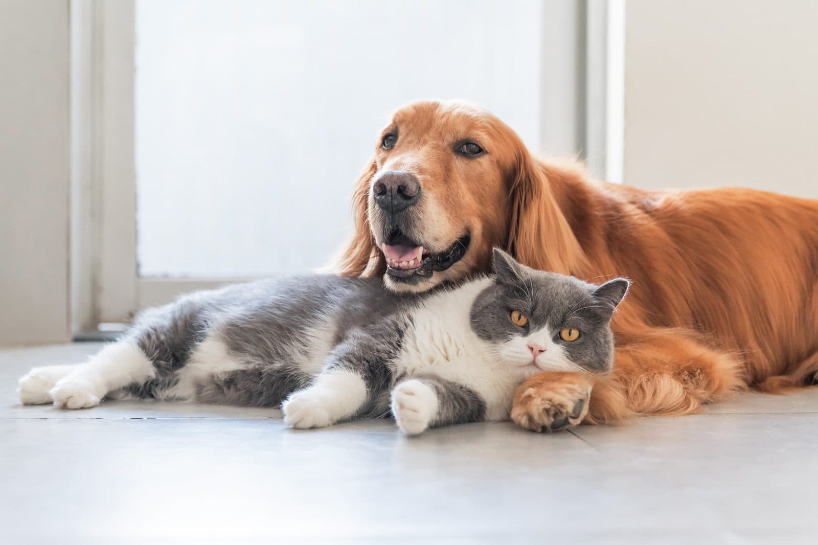 Why cats are better than dogs as a study buddy
